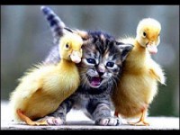/album/photogallery/puppy-pictures-12-jpg/